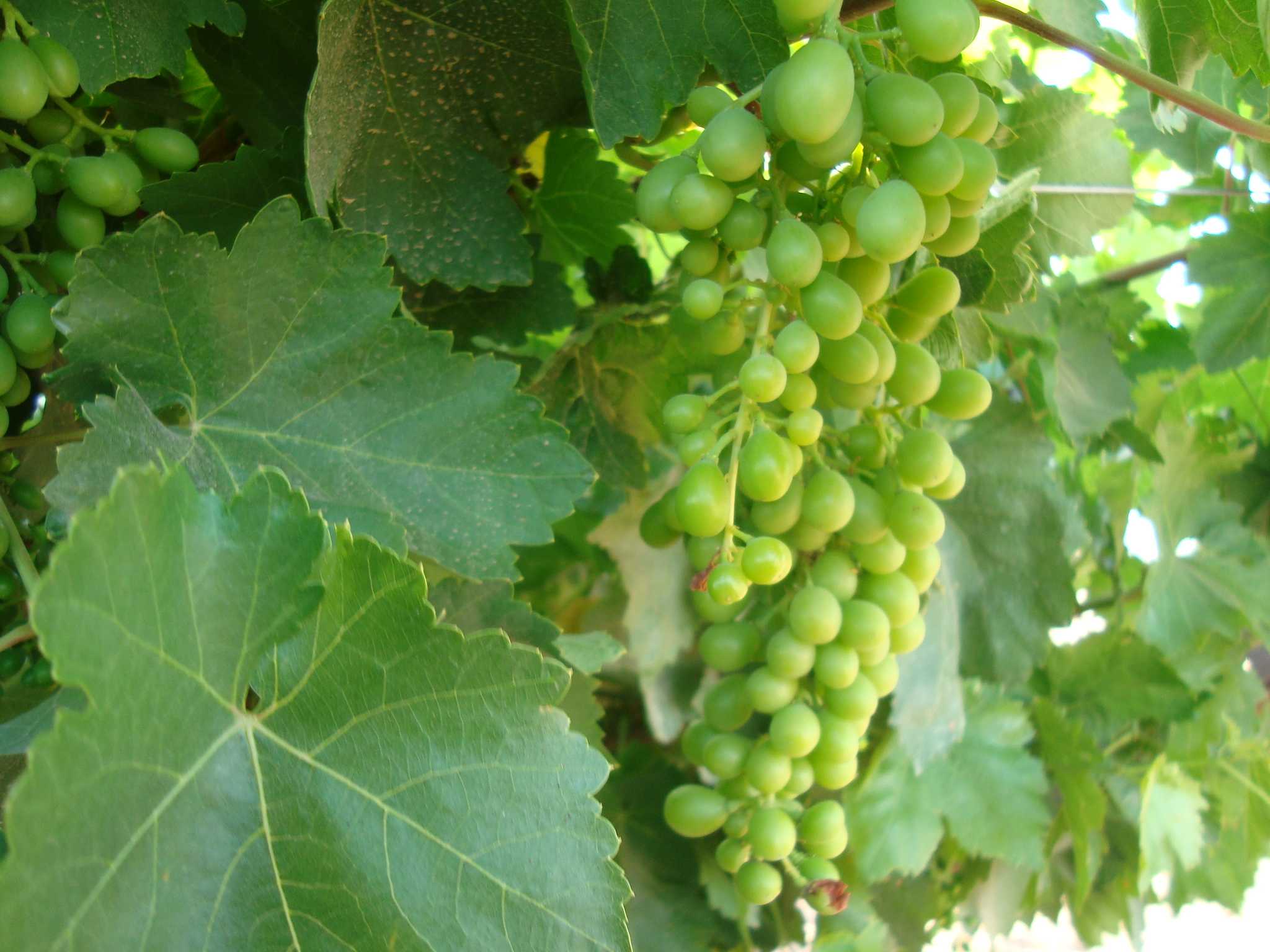 Racimos de uvas verdes colgando entre hojas de parra en tonos verdes frescos al aire libre